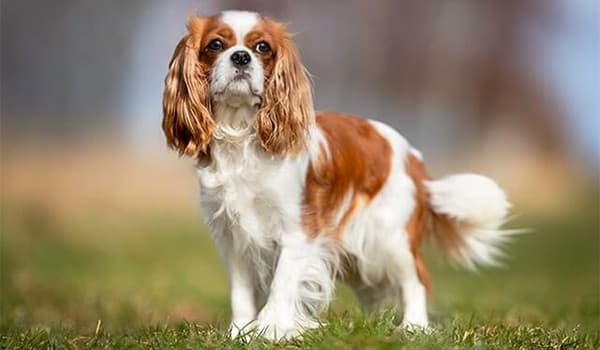 En Küçük Köpek Irkları