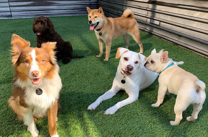 En Zeki 10 Köpek Cinsi