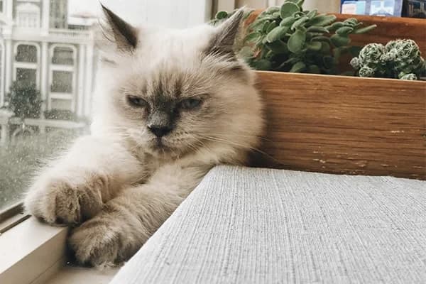 Erkek Kedi Kısırlaştırma ve Sonrası Kedi Bakımı