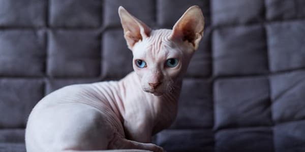 Eşsiz görünümlü bir kedi ırkı; Bambino