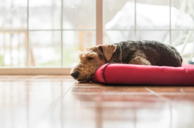 Evcil Hayvan Sahiplenmek İçin Dikkat Edilmesi Gereken Hususlar