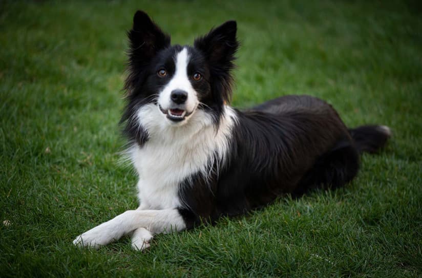 Evcil Hayvanınızın Beyin Sağlığını Geliştirmenin Doğal Yolları