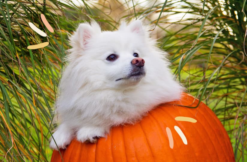 Evcil Hayvanınızın Sindirim Sorunları İçin Kabak Mucizesi
