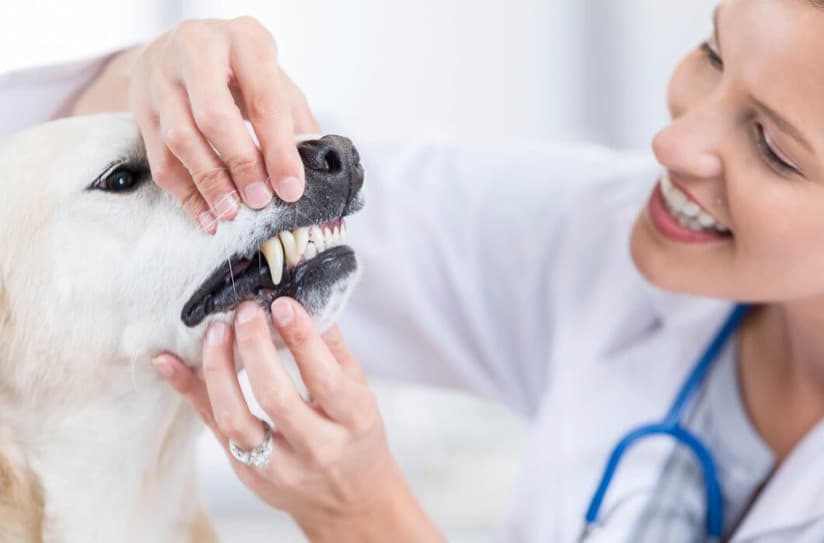 Evcil Hayvanlarda Ağız ve Diş Bakımı