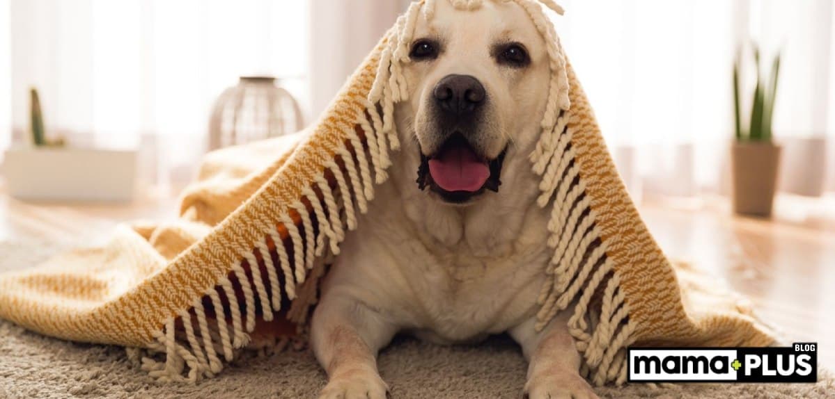 Evde Beslenecek Köpek Irkları İçin Mama Tavsiyesi