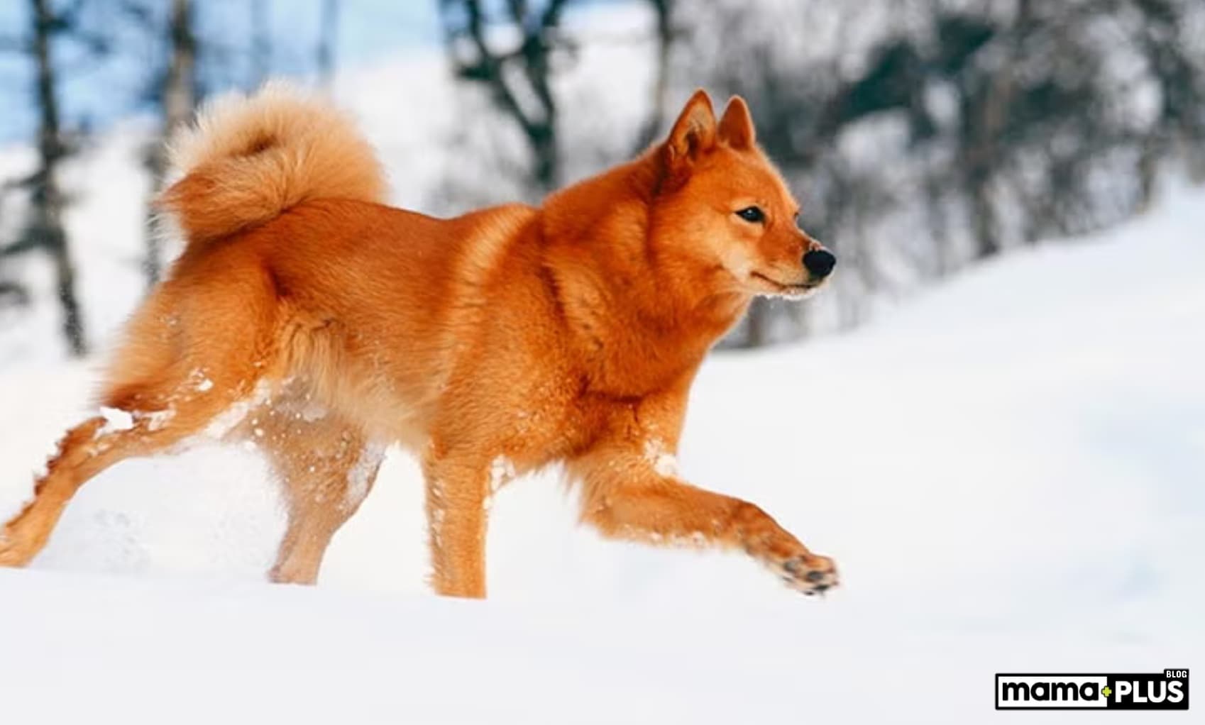Finnish Spitz Köpek Irkı Özellikleri, Bakımı, Beslenmesi ve Eğitimi
