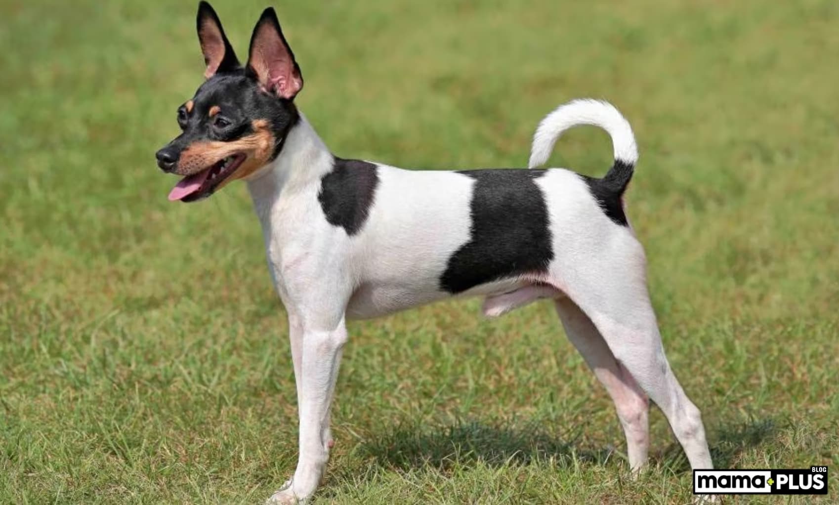 Fox Terrier Köpek Irkı Özellikleri, Bakımı, Beslenmesi ve Eğitimi