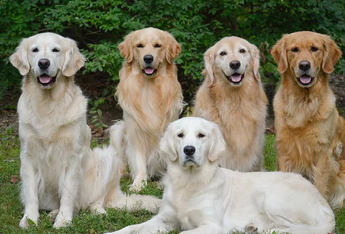 Golden Retriever Köpek Irkı Beslenme Rehberi