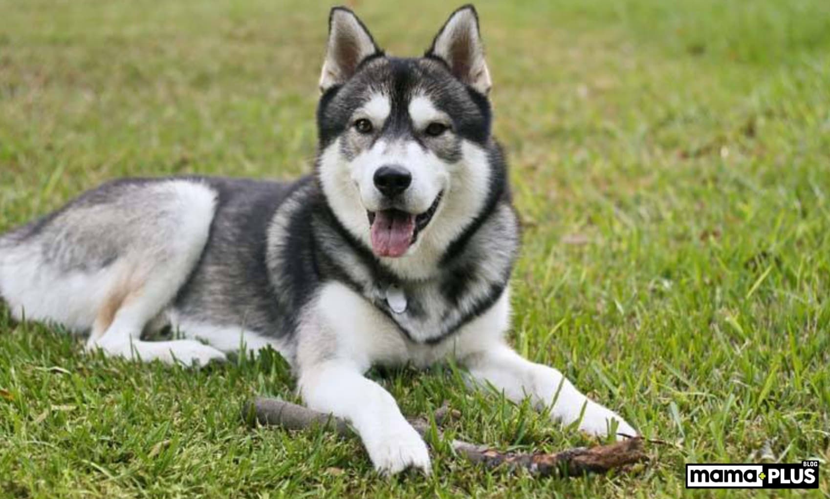 Husky Köpek Irkı Özellikleri, Bakımı, Beslenmesi ve Eğitimi
