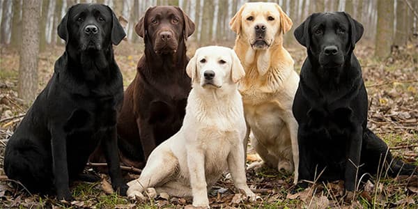 İngiliz Labrador Köpek Irkı Özellikleri, Bakımı, Beslenmesi ve Eğitimi