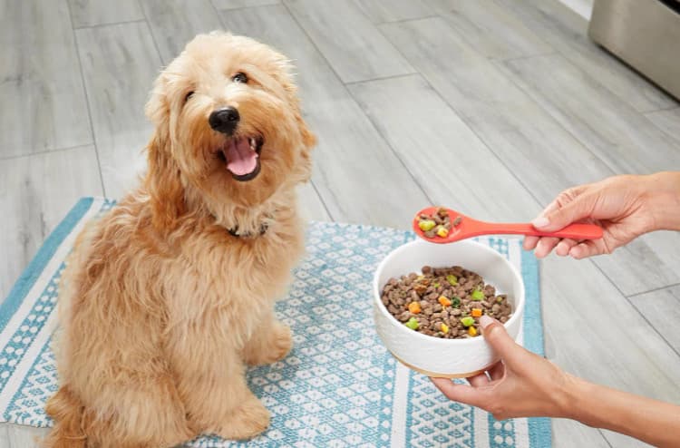 İnsanların Köpek Maması Seçerken Yaptığı 9 Yaygın Hata