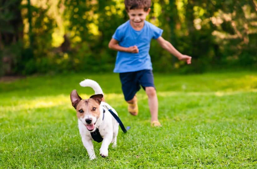 Kayıp Bir Evcil Hayvan Bulursanız Yapmanız Gereken 8 Şey