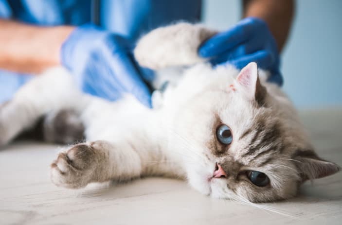 Kedi Alt Üriner Sistem Hastalığı Gerçekleri