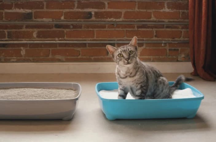 Kedi Kumu Kullanımı