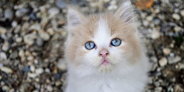 Kedi Mamalarında Lif Neden Önemlidir?