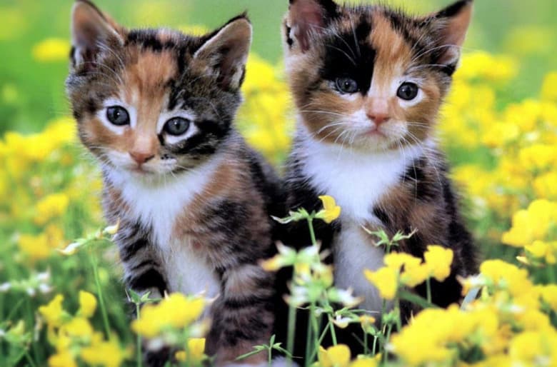 Kedi Özellikleri Nelerdir?