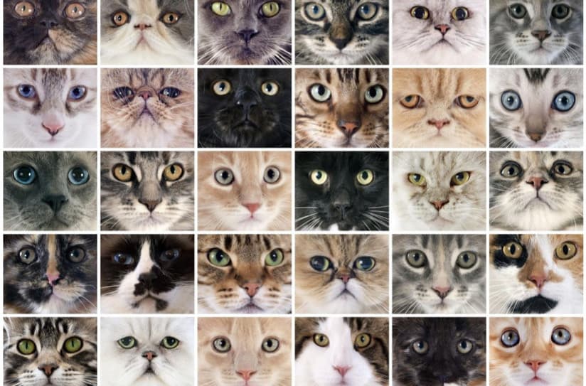 Kedi Türleri ve Cinsleri Nelerdir?