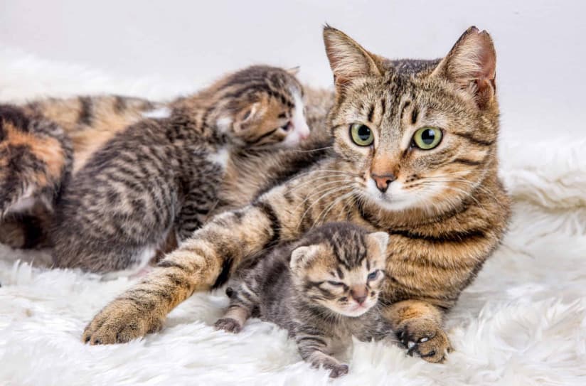 Kedi ve Köpeklerde Doğum Öncesi Davranış Değişiklikleri