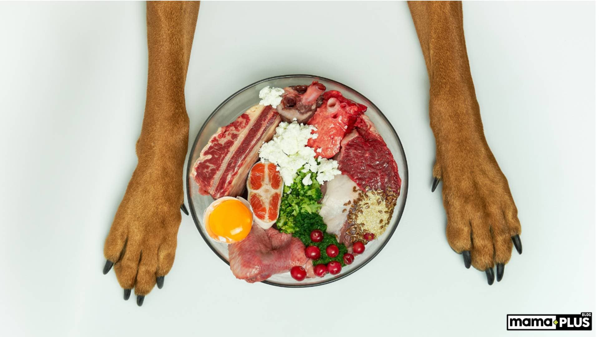 Kedi ve Köpeklerde Taurin’in Önemi