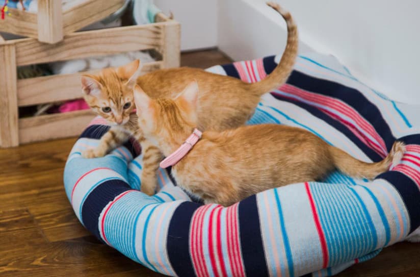 Kedi Yatağı Nasıl Olmalı?