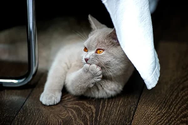 Kediler İçin Akupunktur Tedavisi