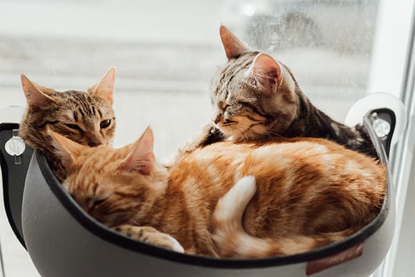 Kediler Neden Çok Uyur?