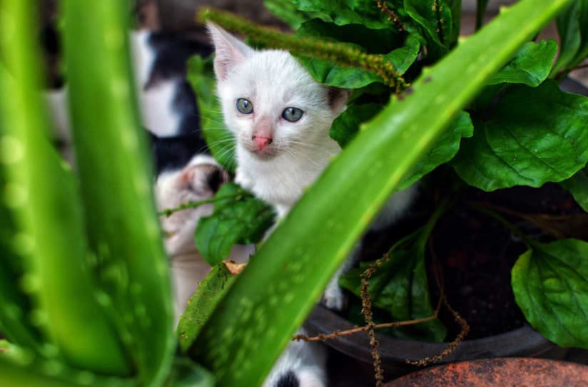 Kediler ve Köpekler İçin Zehirli Olan Bitkiler