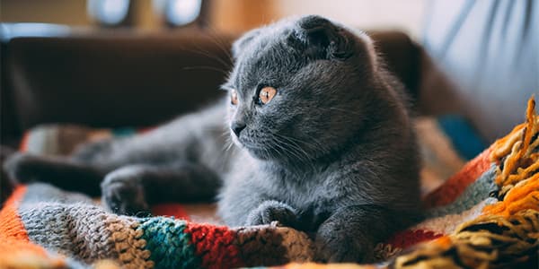 Kedilerde Dikkat Çekme Davranışı Nasıl Belirlenir ve Çözülür?