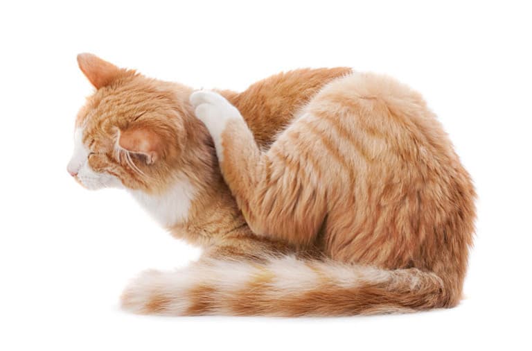 Kedilerde En Yaygın 3 Parazit