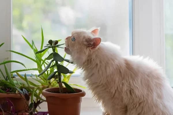 Kedilerde İshal Hastalığı Teşhisi ve Tedavisi