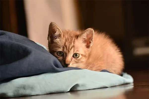 Kedilerde Kırmızı Diş Etleri, Diş Eti İltihabı Nedenleri ve Tedavisi