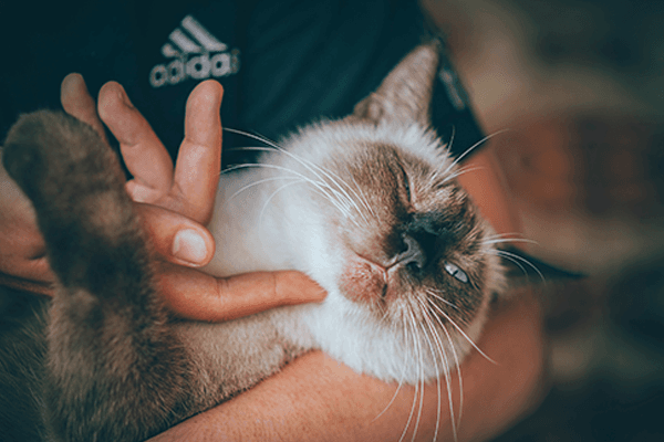 Kedilerde Mama Değişimi: Kedi Maması Nasıl Değiştirilir?