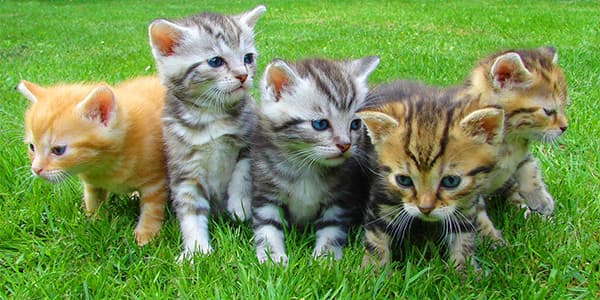 Kedilerde Pire ve Kene Nasıl Temizlenir?