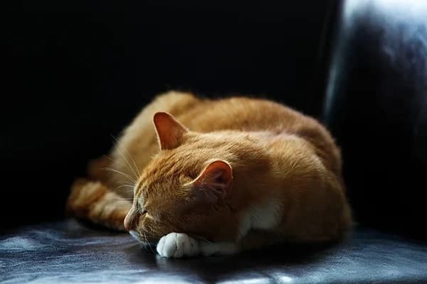 Kedilerde soğuk algınlığı nedir? Nedenleri nelerdir?