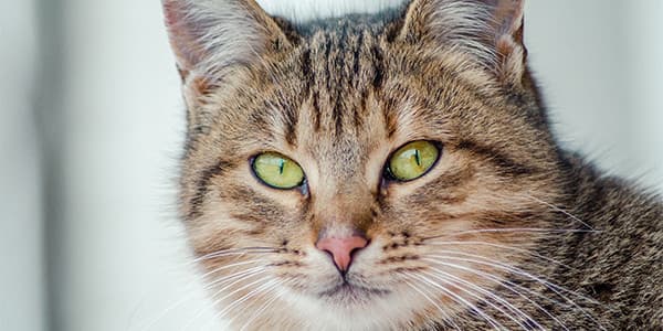 Kedilerde “Yıkıcı” Davranışlar, Nedenleri ve Çözüm Önerileri