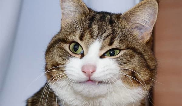 Kedilerde Yüz Felci