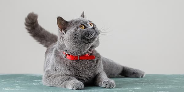 Kedilerin Beslenmelerinde Yağa İhtiyacı Var mı?