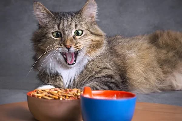 Kedim Mama Yemiyor! Sebebi Ne Olabilir?