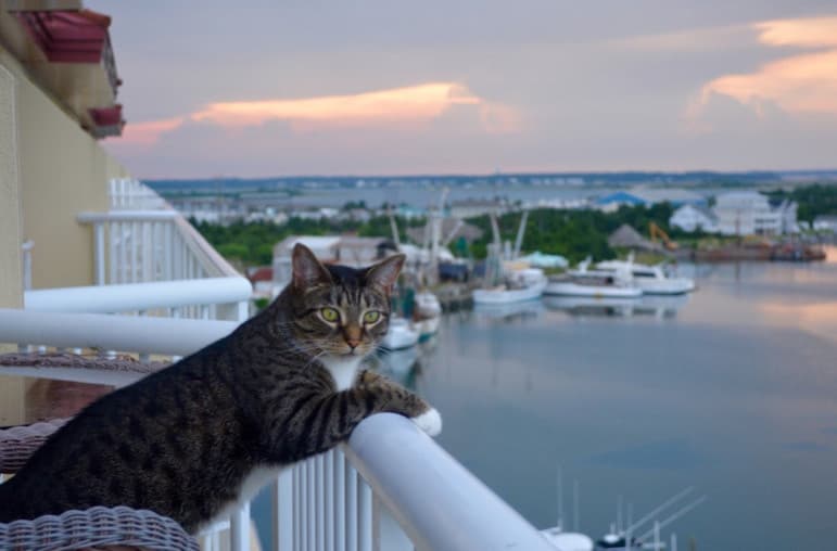 Kedinizle Birlikte Tatile Çıkabilmek İçin İpuçları