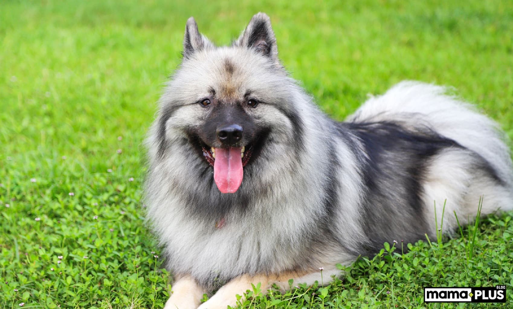 Keeshond Köpek Irkı Özellikleri, Bakımı, Beslenmesi ve Eğitimi