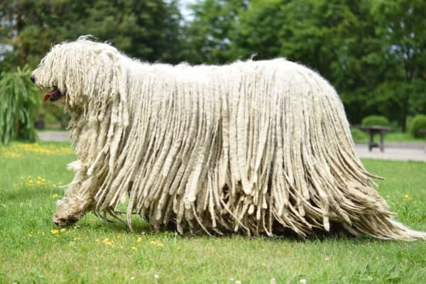 Komondor Köpeği Özellikleri, Bakımı, Beslenmesi ve Eğitimi
