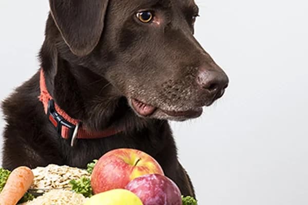 Köpeğim Neden Her Şeyi Yiyor?