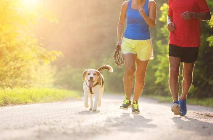Köpeğiniz İçin Düzenli Bir Program Oluşturmanın Önemi