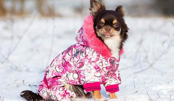 KÖPEĞİNİZE MONT ALIRKEN DİKKAT ETMENİZ GEREKENLER