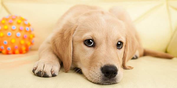 Köpeğinizi Isırmaması için Nasıl Eğitirsiniz?