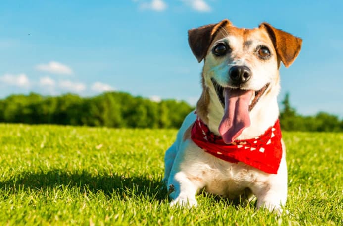 Köpeğinizi Sağlıklı Tutmak İçin Temel İpuçları