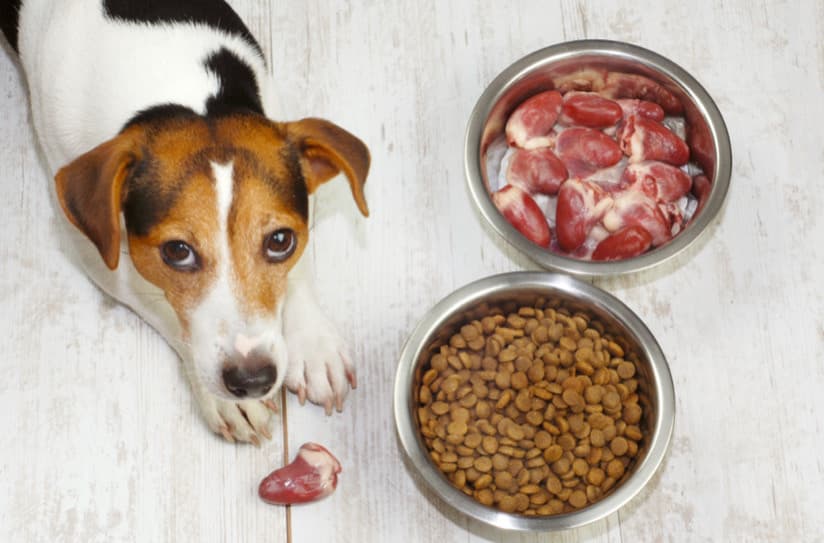 Köpeğinizin Aslında Ne Kadar Proteine İhtiyacı Var?