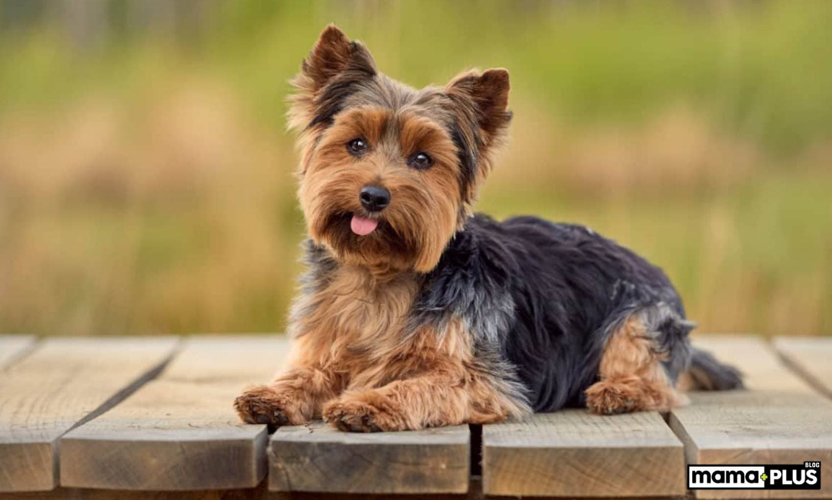 Yorkshire Terrier Köpek Irkı Özellikleri, Bakımı, Beslenmesi ve Eğitimi