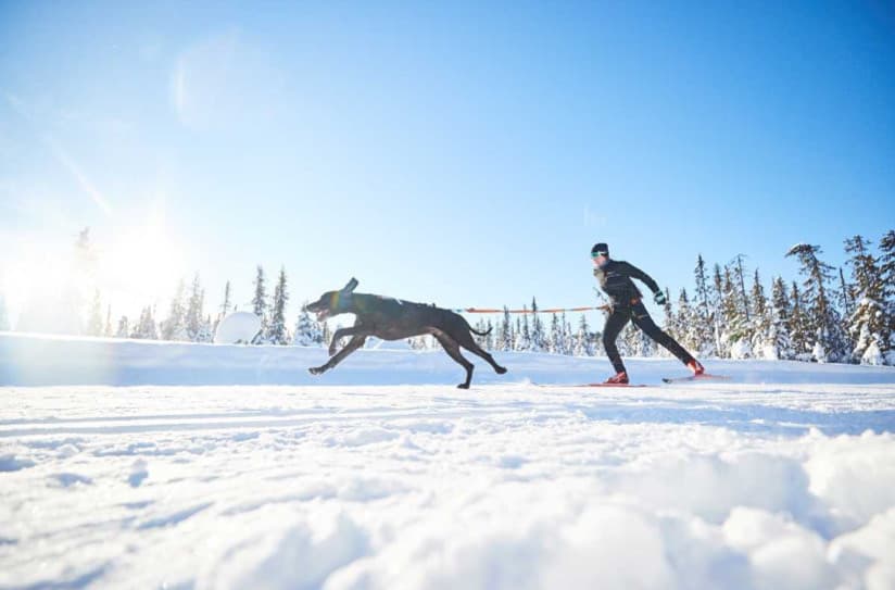Köpek Sahipleri İçin İnsan-Köpek Sporları