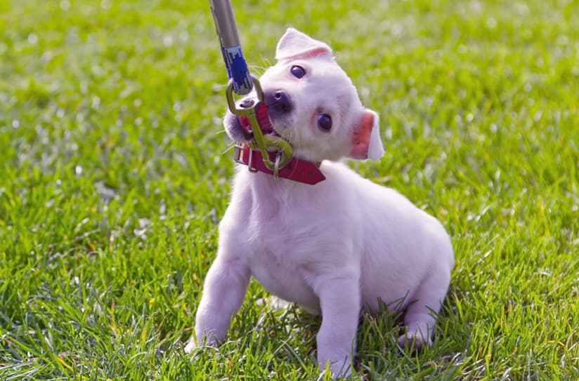 Köpek Tasması Seçerken Dikkat Etmeniz Gerekenler